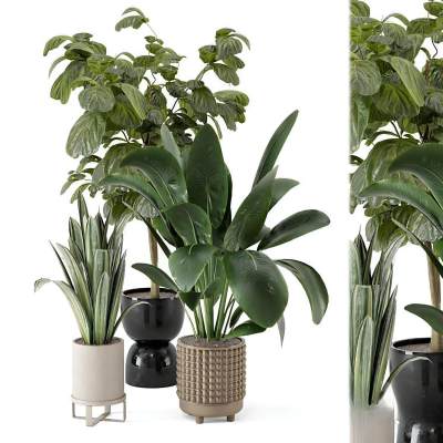 现代盆栽组合植物